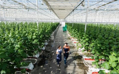 Farmers in a greenhouse