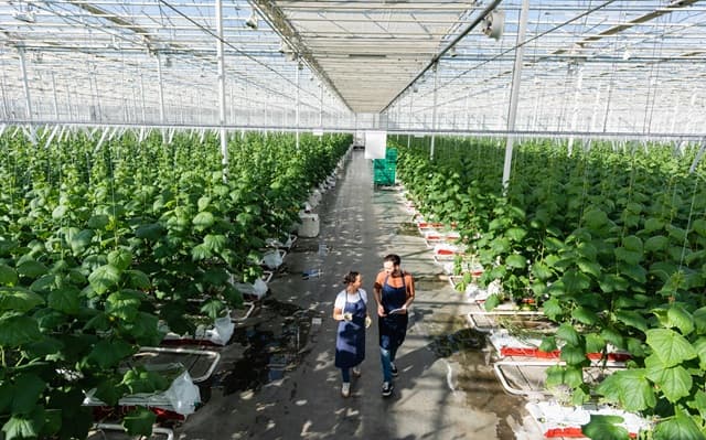 Farmers in a greenhouse